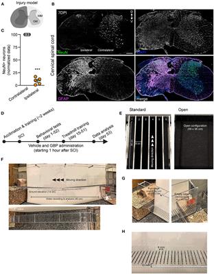 Breaking Mental Barriers Promotes Recovery After Spinal Cord Injury